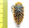 Julodis sp.  South Africa Rep. - INSECTS-STORE.RU