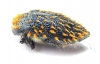 Julodis sp.  South Africa Rep. - INSECTS-STORE.RU
