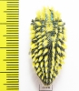 Julodis viridipes ssp.4 South Africa Rep. - INSECTS-STORE.RU