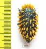 Julodis viridipes ssp.3 South Africa Rep. - INSECTS-STORE.RU