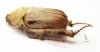 Sparrmannia sp.?  South Africa Rep. - INSECTS-STORE.RU