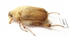 Sparrmannia sp.?  South Africa Rep. - INSECTS-STORE.RU
