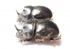 Copris lunaris  Russia, Astrakhan reg. - INSECTS-STORE.RU