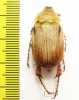 Sparrmannia sp.?  South Africa Rep. - INSECTS-STORE.RU