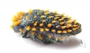 Julodis viridipes ssp.3 South Africa Rep. - INSECTS-STORE.RU