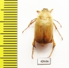 Sparrmannia sp.?  South Africa Rep. - INSECTS-STORE.RU