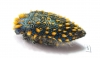 Julodis viridipes ssp.3 South Africa Rep. - INSECTS-STORE.RU