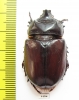 Strategus sp.  Mexico - INSECTS-STORE.RU
