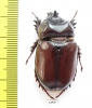Strategus sp.  Mexico - INSECTS-STORE.RU