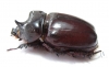 Strategus sp.  Mexico - INSECTS-STORE.RU