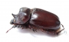 Strategus sp.  Mexico - INSECTS-STORE.RU