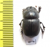 Copris sp.  Botswana - INSECTS-STORE.RU