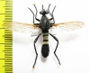 Asilidae sp.  South Africa Rep.  33mm - INSECTS-STORE.RU