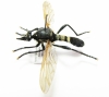 Asilidae sp.  South Africa Rep.  35mm - INSECTS-STORE.RU