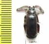 Paussinae sp.  South Africa Rep. - INSECTS-STORE.RU
