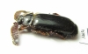Paussinae sp.  South Africa Rep. - INSECTS-STORE.RU