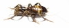 Orthoptera sp.  Zimbabwe 55mm - INSECTS-STORE.RU