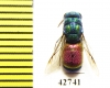 Chrysididae sp.  Kazakhstan - INSECTS-STORE.RU