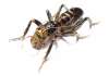 Orthoptera sp.  Zimbabwe 66mm - INSECTS-STORE.RU