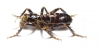 Orthoptera sp.  Zimbabwe 66mm - INSECTS-STORE.RU
