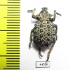 Brachyceridae sp.10  South Africa Rep. - INSECTS-STORE.RU