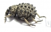 Brachyceridae sp.10  South Africa Rep. - INSECTS-STORE.RU
