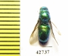 Chrysididae sp.  Kazakhstan - INSECTS-STORE.RU