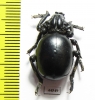 Brachyceridae sp.7  South Africa Rep. - INSECTS-STORE.RU