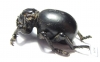 Brachyceridae sp.7  South Africa Rep. - INSECTS-STORE.RU