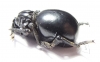 Brachyceridae sp.7  South Africa Rep. - INSECTS-STORE.RU
