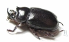 Cyphonistes sp.  South Africa Rep. - INSECTS-STORE.RU