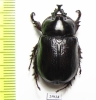 Cyphonistes sp.  South Africa Rep. - INSECTS-STORE.RU