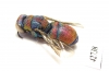Chrysididae sp.  Kazakhstan - INSECTS-STORE.RU