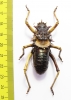 Acanthoproctus sp.  South Africa Rep. - INSECTS-STORE.RU