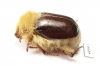 Sparrmannia sp.1  South Africa Rep. 16mm - INSECTS-STORE.RU