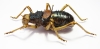 Acanthoproctus sp.  South Africa Rep. - INSECTS-STORE.RU