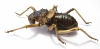 Acanthoproctus sp.  South Africa Rep. - INSECTS-STORE.RU