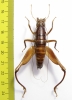Libanasidius sp.  South Africa Rep. - INSECTS-STORE.RU