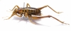 Libanasidius sp.  South Africa Rep. - INSECTS-STORE.RU