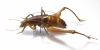 Libanasidius sp.  South Africa Rep. - INSECTS-STORE.RU
