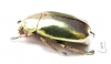 Chrysina kalinini  Panama - INSECTS-STORE.RU