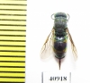 Chrysididae sp.  Russia, Tver reg. - INSECTS-STORE.RU