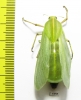 Bullacris sp.1  South Africa Rep. - INSECTS-STORE.RU