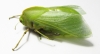 Bullacris sp.1  South Africa Rep. - INSECTS-STORE.RU