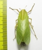Bullacris sp.1  South Africa Rep. - INSECTS-STORE.RU