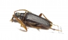 Monocladum aegyptiacum granulipenne  Saudi Arabia 19mm - INSECTS-STORE.RU
