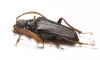 Monocladum aegyptiacum granulipenne  Saudi Arabia 25mm - INSECTS-STORE.RU