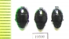 Saprinus splendens  Senegal - INSECTS-STORE.RU