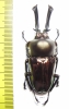 Phalacrognathus muelleri  55mm (12000p) - INSECTS-STORE.RU
