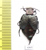 Meloe variegata  Kazakhstan - INSECTS-STORE.RU